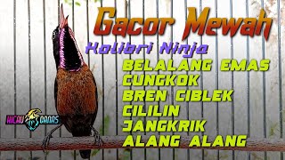 Download lagu KONIN GACOR FUL NEMBAK MEWAH COCOK UNTUK MASTERAN KOLIBRI NINJA BAHAN mp3