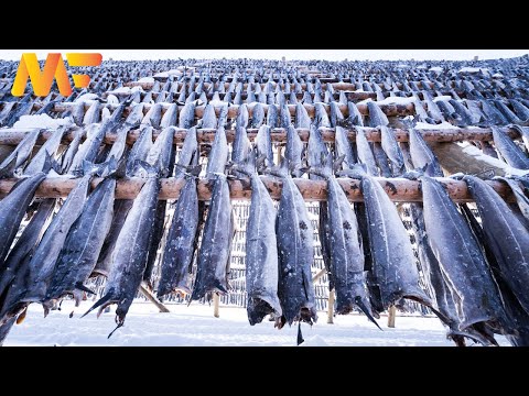 How To Made Salted Cod Fish | Amazing Codfish Fishing And Cutting | Modern Farm:➤#51