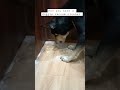 Best Vaccum Cleaner Shorts Subscribe