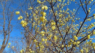 府中市郷土の森博物館のロウバイ