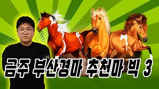 [이번주 부산경마 추천마] 경마대장 오세현이 추천하는 이번주 부경 관심마필 빅 3!