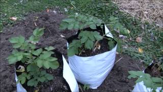 preview picture of video 'Vegetable Gardening - Before the Storm Tour'