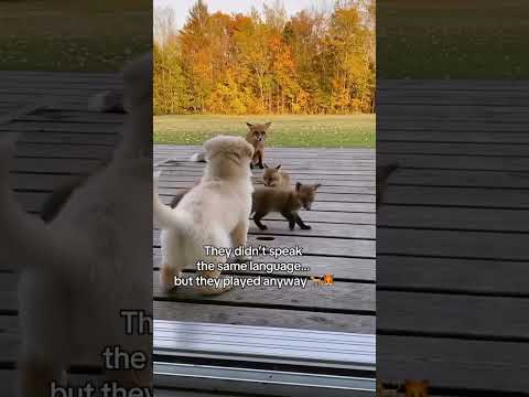 When a Puppy Finally Meets His Fox Family Again 🦊🐶❤️ | Cutest Reunion Ever!