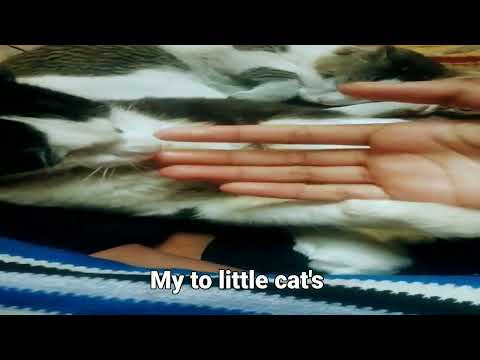 my to little cat's