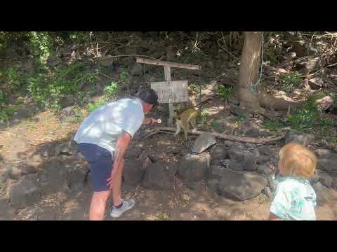 Feeding drunken monkeys with the boys in St. Kitts.