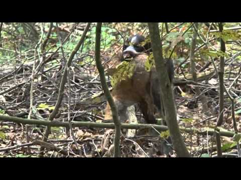 Dratxaar (дратхаар) küçükləri