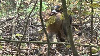 Dratxaar (дратхаар) küçükləri