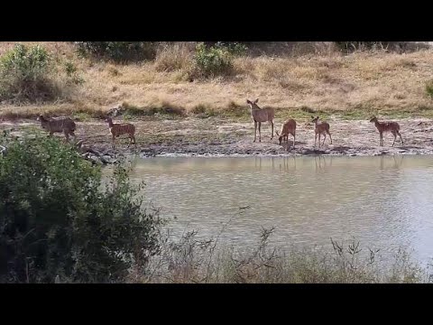 Djuma: Kudus and Nyalas - 13:27 - 07/01/20