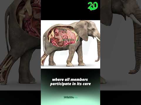 The Marvel of Birth: Understanding the Elephant Baby Process