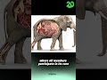 The Marvel of Birth: Understanding the Elephant Baby Process