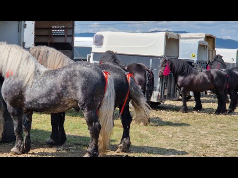 Târgul de cai de la Marginea -Bucovina 15 Iunie 2025