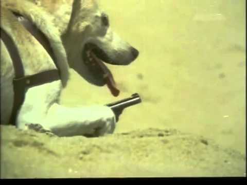 RANI AUR JAANI   Peter the dog strikes back!