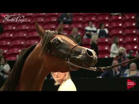 N.257 EMILIO AC - LAS VEGAS 2019 - Arabian World Cup Junior Colts (Class 121).mp4