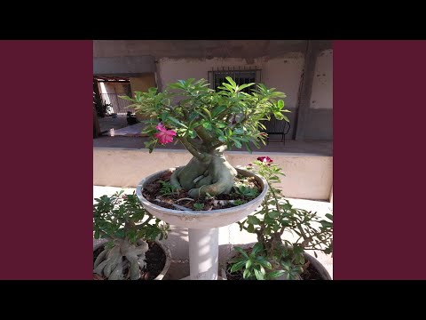 Hino municipal de Flores do Piauí