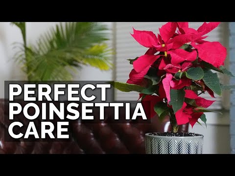 , title : 'How to Care For Poinsettias (And Make Them Bloom Next Year)'