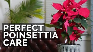 How to Care For Poinsettias (And Make Them Bloom Next Year)