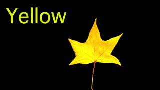 Fall Leaves CVI-friendly Color Song for Kids - Real leaves on black slides with words gameplay video by sdgayaldo, 2:11 duration