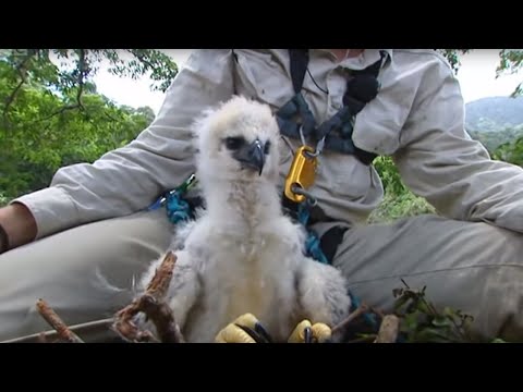 Inside a Harpy Eagle Nest — BBC Earth documentary