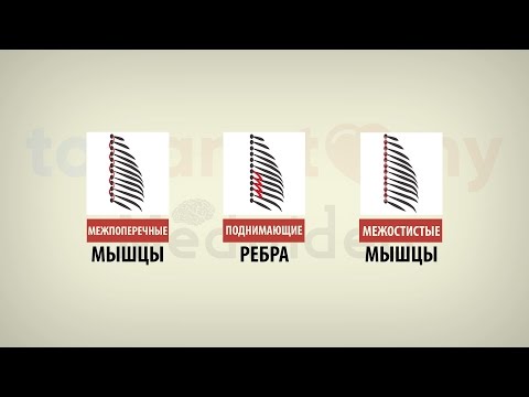 Боли в печени отдающие в поясницу Средство от остеохондроза отзывы