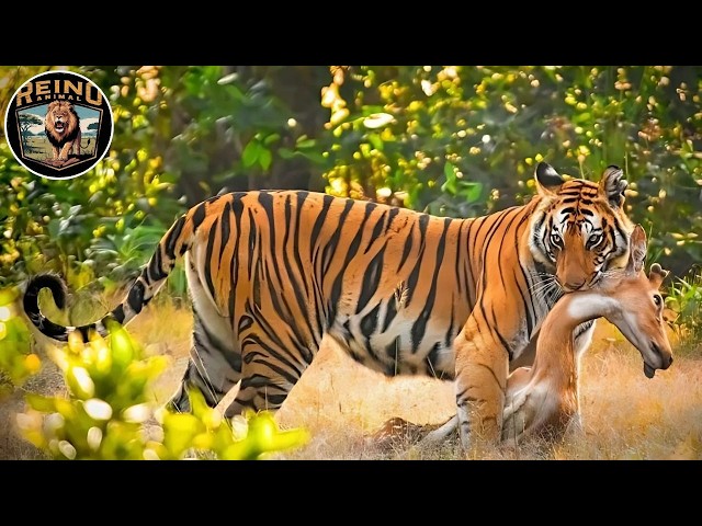 Vídeo relacionado con Zoo Visitor Tigre Silueta Jungla Zoo Naturaleza Tiger Camiseta