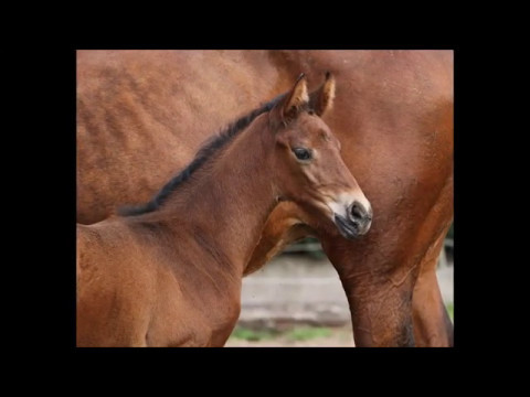*2017 Stutfohlen von Stakkato Gold - Mont du Cantal AA