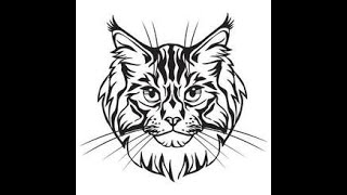 Maine Coon Kittens Sunbathing!