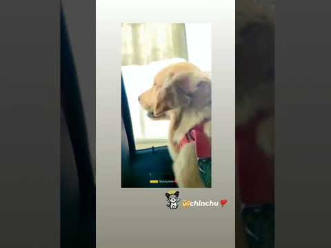 chinchu🥰#golden retriever