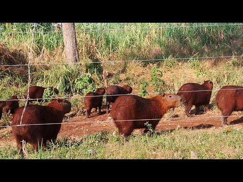 CHEGUEI NO PANTANAL SUL MATO GROSSENSE , NESSE LUGAR PEIXES E ANIMAIS TEM EM ABUNDÂNCIA./PESCARIA.