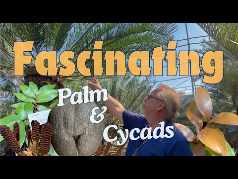 Largest Cycads and Palm 🌴 Collection In The World 🌍 | Nong Nooch Ep. 3