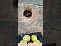 Orange Hole #markanglecomedy #comedy #funny #funnyvideos