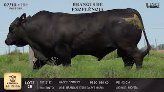LOTE 29  2137