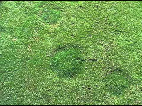 Fairy ring symptoms