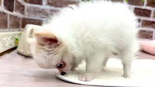 ハーフ犬の動画01