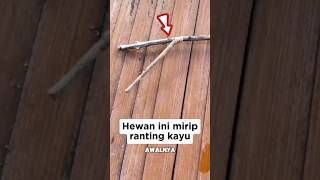 Download lagu THIS UNIQUE ANIMAL REALLY LIKES A WOODEN TWIG #shorts mp3 Download lagu THIS UNIQUE ANIMAL REALLY LIKES A WOODEN TWIG #shorts mp3