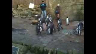 preview picture of video 'Penguin feeding at Birdland'