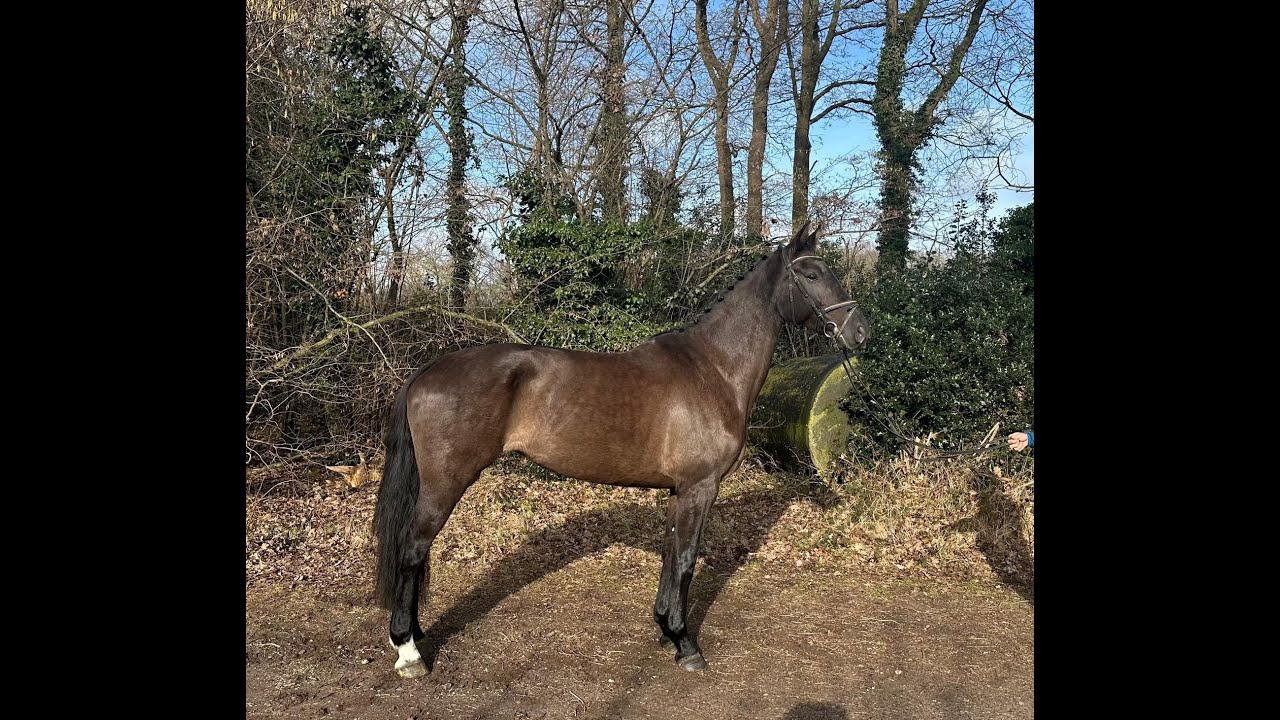 Idorijke (APACHE x CONTANGO) video 2