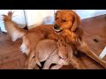 Golden Retriever Dad Tells Daughter Playtime Is Over