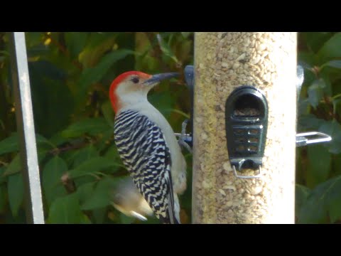 How to attract Red-bellied Woodpeckers - basic tips