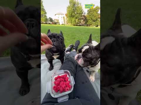 YOU GOTTA EAT LIKE A DOG #bulldog #eating #shorts