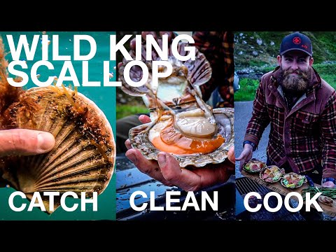 FORAGING FOR OUR FOOD!!! 🔥 | Free Diving West Coast Scotland | Wild Food
