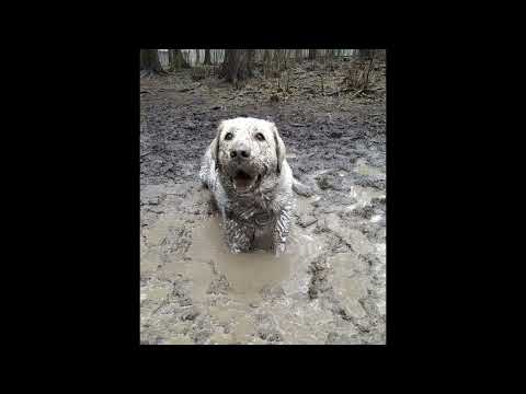 ВАНКАТА X ТОФКАТА-МРЪСНО ЖИВОТНО