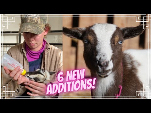 Oops...   We Did it Again! + Milking My First Goat!