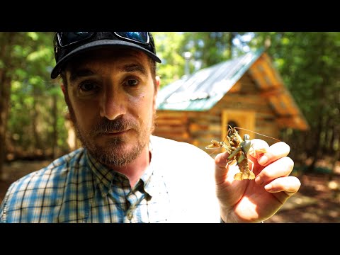 Catch and Cook INVASIVE Crayfish + fishing and crow hunt