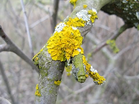 comment traiter un lichen vulvaire