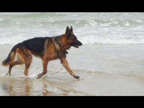 German Shepherd Dog