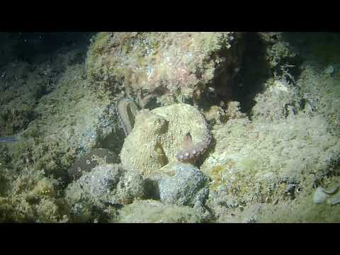 Nightdive at Anfi Beach with Scuba Sur Gran Canaria