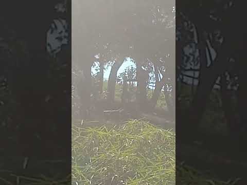 A SINFONIA DOS ANIMAIS