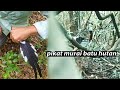 Pikat Burung Murai Batu Di Dalam Hutan