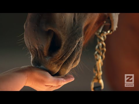 Stories of Customer Success: Hallway™ Feeds – Zinpro®