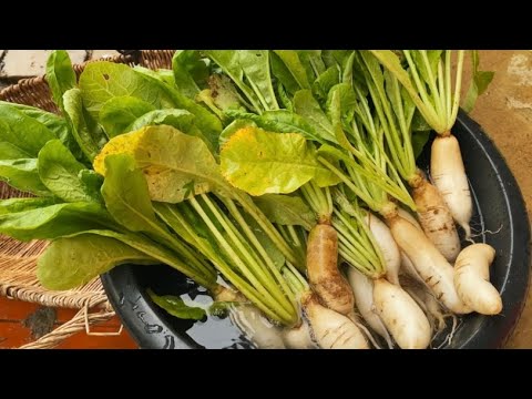 Harvest Radish in rural garden for cook ,#slowliving